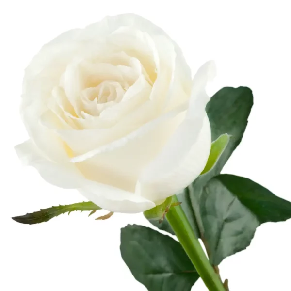 Ruusut Levolle Lasken Vihti 2 - Ruusu (yksittäispakattu)